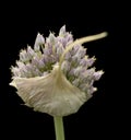 Organic garlic flower head herb isolated on black