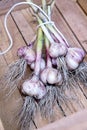 Organic Garlic Fresh Garlic on Wooden Table Harvest Vegetable Vertical