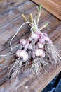 Organic Garlic Fresh Garlic on Wooden Table Harvest Vegetable Vertical