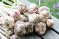 Organic garlic harvest in a home garden Royalty Free Stock Photo