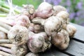 Organic garlic harvest in a home garden Royalty Free Stock Photo