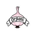 Organic food banner with ribbon over garlic bulb illustration
