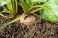 Organic golden beets growing in bed