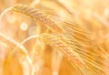 Organic golden ears of rye during harvest in the sunset light, macro. Beautiful nature landscape of agriculture field Royalty Free Stock Photo