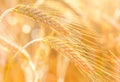 Organic golden ears of rye during harvest in the sunset light, macro. Beautiful nature landscape of agriculture field