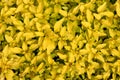 Organic Golden Marjoram