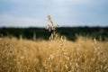 Organic golden ripe ears of oats on agricultural field. Harvesting period. Rural landscape. Soft focus, closeup Royalty Free Stock Photo