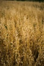 Organic golden ripe ears of oats on agricultural field. Harvesting period. Rural landscape. Soft focus, closeup Royalty Free Stock Photo