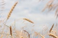 Organic golden ripe ears of wheat in the field, soft focus, closeup, agriculture background. Royalty Free Stock Photo