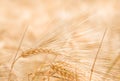Organic golden ripe ears of wheat in field Royalty Free Stock Photo