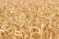 Organic golden ripe ears of wheat in field Royalty Free Stock Photo