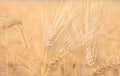 Organic golden ripe ears of wheat in field Royalty Free Stock Photo