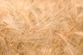 Organic golden ripe ears of wheat in field Royalty Free Stock Photo