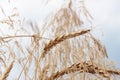 Organic golden ripe ears of wheat in the field, soft focus, closeup, agriculture background. Royalty Free Stock Photo