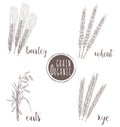 Organic grain sketch illustration. Hand drawing wheat, barley, oats, rye