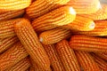 The organic grain yellow corn seed or maize and dry corn cob background.