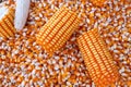 The organic grain yellow corn seed or maize and dry corn cob background.