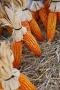 The organic grain yellow corn seed or maize and dry corn cob background.