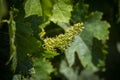 Organic grape flowers with shallow depth of field. Royalty Free Stock Photo