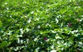 cotton plantation during flowering, early August in plains of Greece