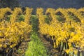 Organic grape vineyard, California. Royalty Free Stock Photo