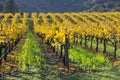 Organic grape vineyard, California. Royalty Free Stock Photo