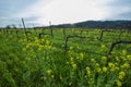 Organic grape vineyard in spring Royalty Free Stock Photo