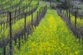 Organic grape vineyard in spring Royalty Free Stock Photo