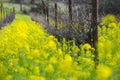 Organic grape vineyard in spring