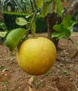 organic pomelo fruit grown by grafting method grows in the garden, large yellow grapefruit on a tree branch Royalty Free Stock Photo