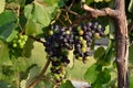 Organic grapes cluster