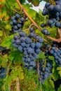 Organic grapes in a green vine stocks, ripe red concord grapes before harvest in Tuscany, Italy