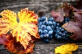 Organic grapes with leaves as static background, still life