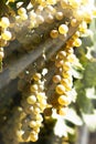 Organic grapes mature