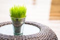 An organic grass in pot on the coffee table.