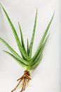 Fresh aloe Vera plant from wild.