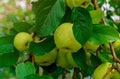 Organic green apples on the branch on the tree Royalty Free Stock Photo