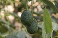 Organic green avocado growing on its tree Royalty Free Stock Photo