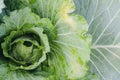 Organic green cabbage vegetable Royalty Free Stock Photo