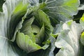 Organic green cabbage vegetable Royalty Free Stock Photo