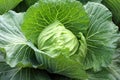 Organic green cabbage vegetable in the garden Royalty Free Stock Photo