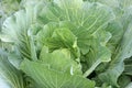Organic green cabbage vegetable in the garden Royalty Free Stock Photo