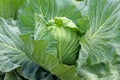 Organic green cabbage vegetable in the garden Royalty Free Stock Photo