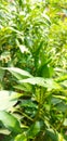 Organic Green chillii Plants