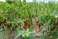 Organic green chilly plants Royalty Free Stock Photo