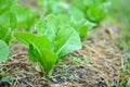 Organic green cos lettuce plant growing in organic garden Royalty Free Stock Photo