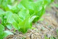 Organic green cos lettuce plant growing in organic garden Royalty Free Stock Photo