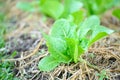 Organic green cos lettuce plant growing in organic garden Royalty Free Stock Photo