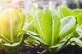 Organic Green Cos Salad planted on the plot in the midst of bright nature and free from toxic residues Royalty Free Stock Photo