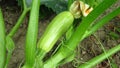 Courgette / zucchini gardening. Organic green courgette growing in garden. Natural vegetables. Royalty Free Stock Photo